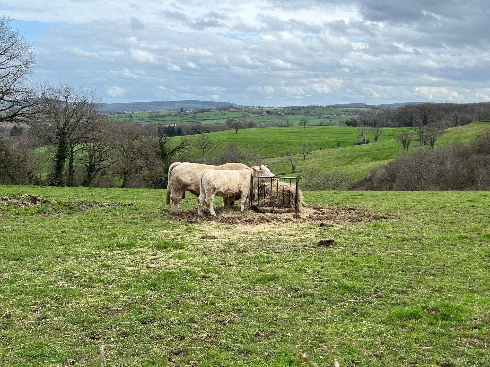 Een landelijk landschap met twee koeien nabij een metalen hek, omringd door groene velden en bomen.