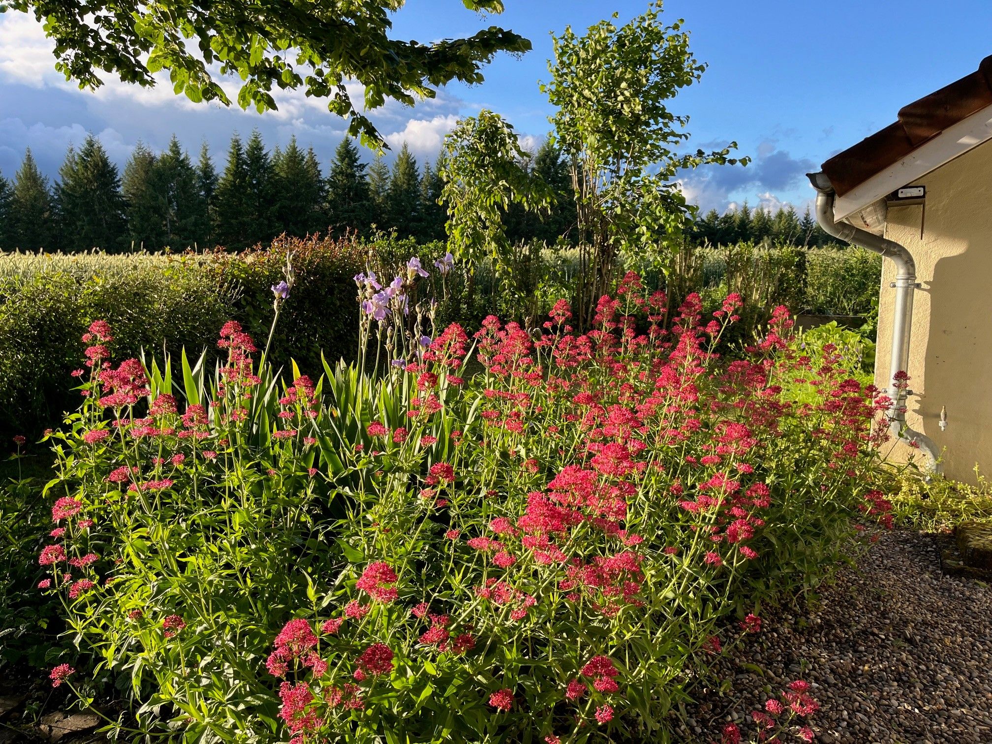 Een tuin met weelderige begroeiing en bloeiende planten.