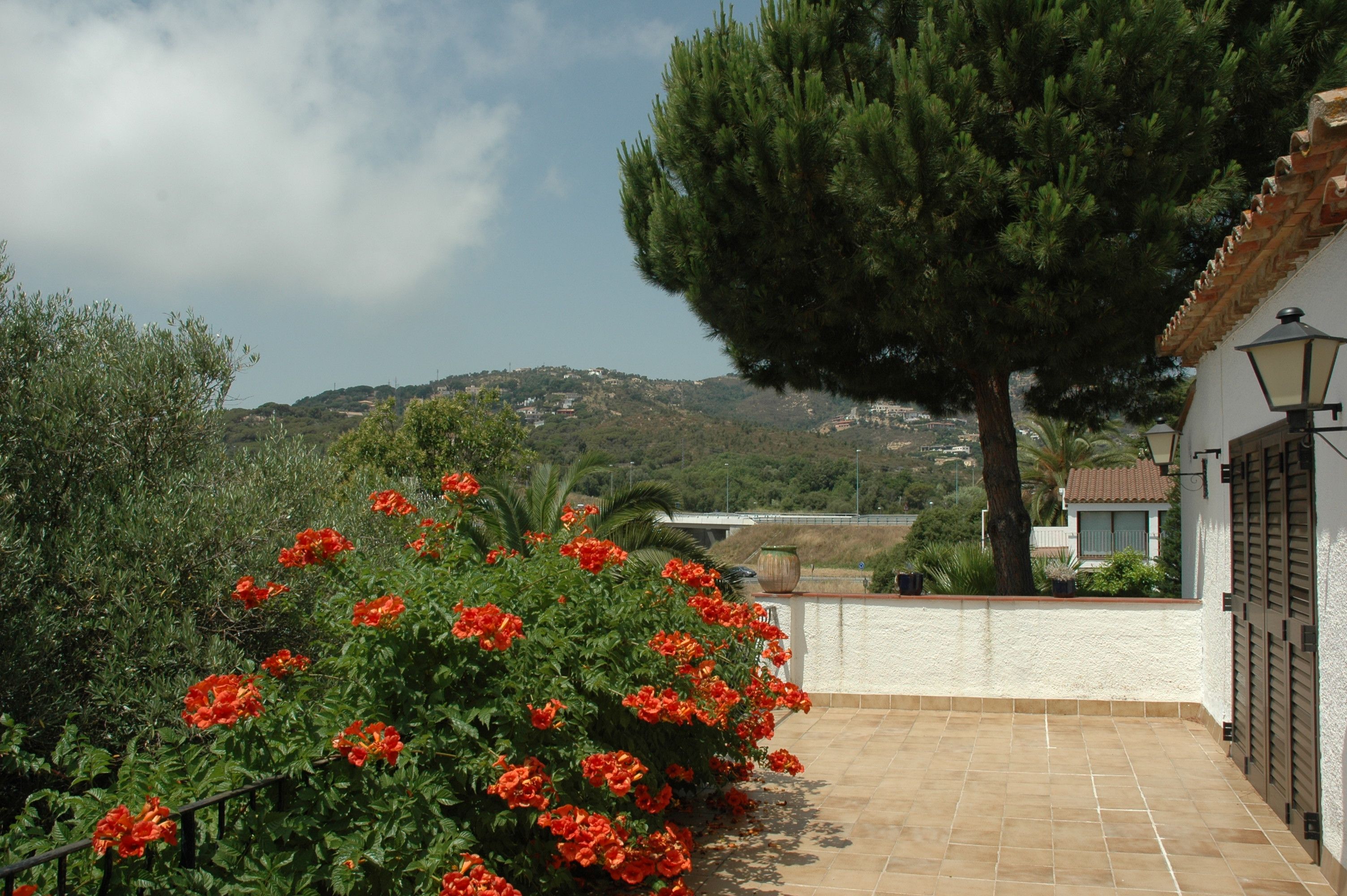 Un jardin avec des fleurs rouges et un grand arbre.