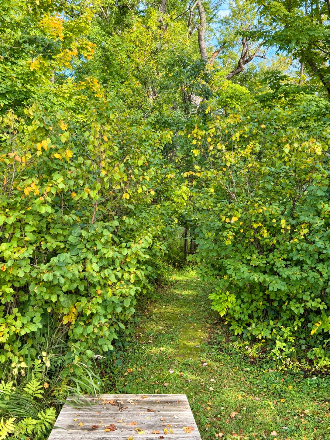 A wooden deck surrounded by dense green foliage.