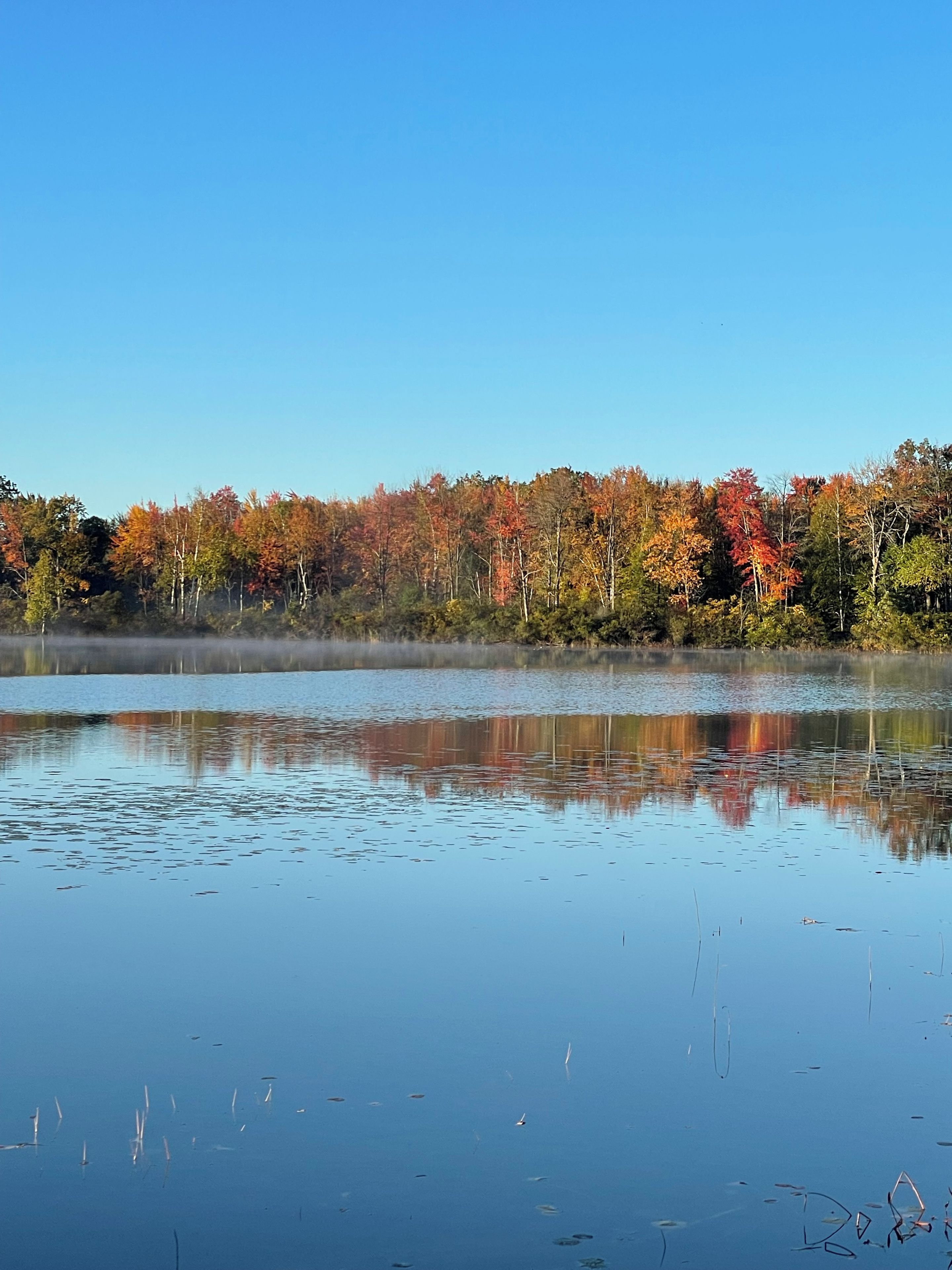Un lago sereno con reflejos de árboles y un cielo despejado.