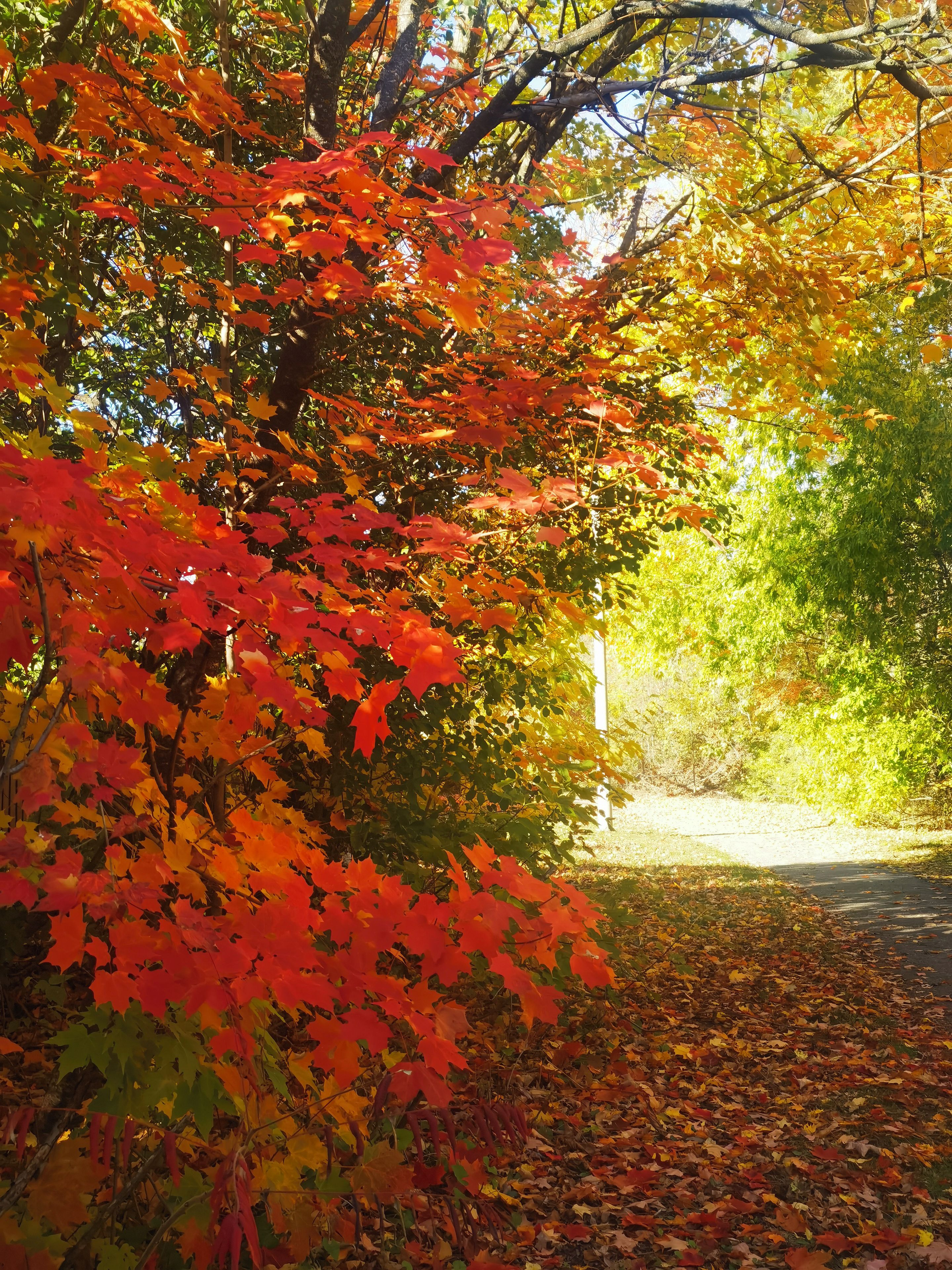 A pathway surrounded by trees with autumn foliage.