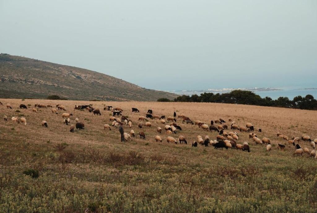 A wide-open field with a herd of sheep grazing, a hilly landscape in the background, and a body of water visible in the distance.