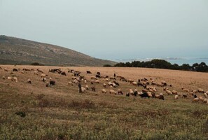 A wide-open field with a herd of sheep grazing, a hilly landscape in the background, and a body of water visible in the distance. - My Cozy Nature Cabin III (Ghar meleh)