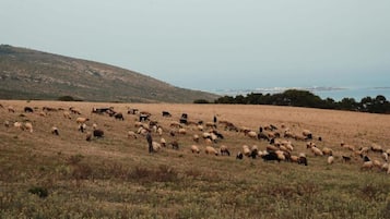 A wide-open field with a herd of sheep grazing, a hilly landscape in the background, and a body of water visible in the distance.
