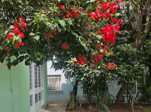 A garden with red flowers and a green building.