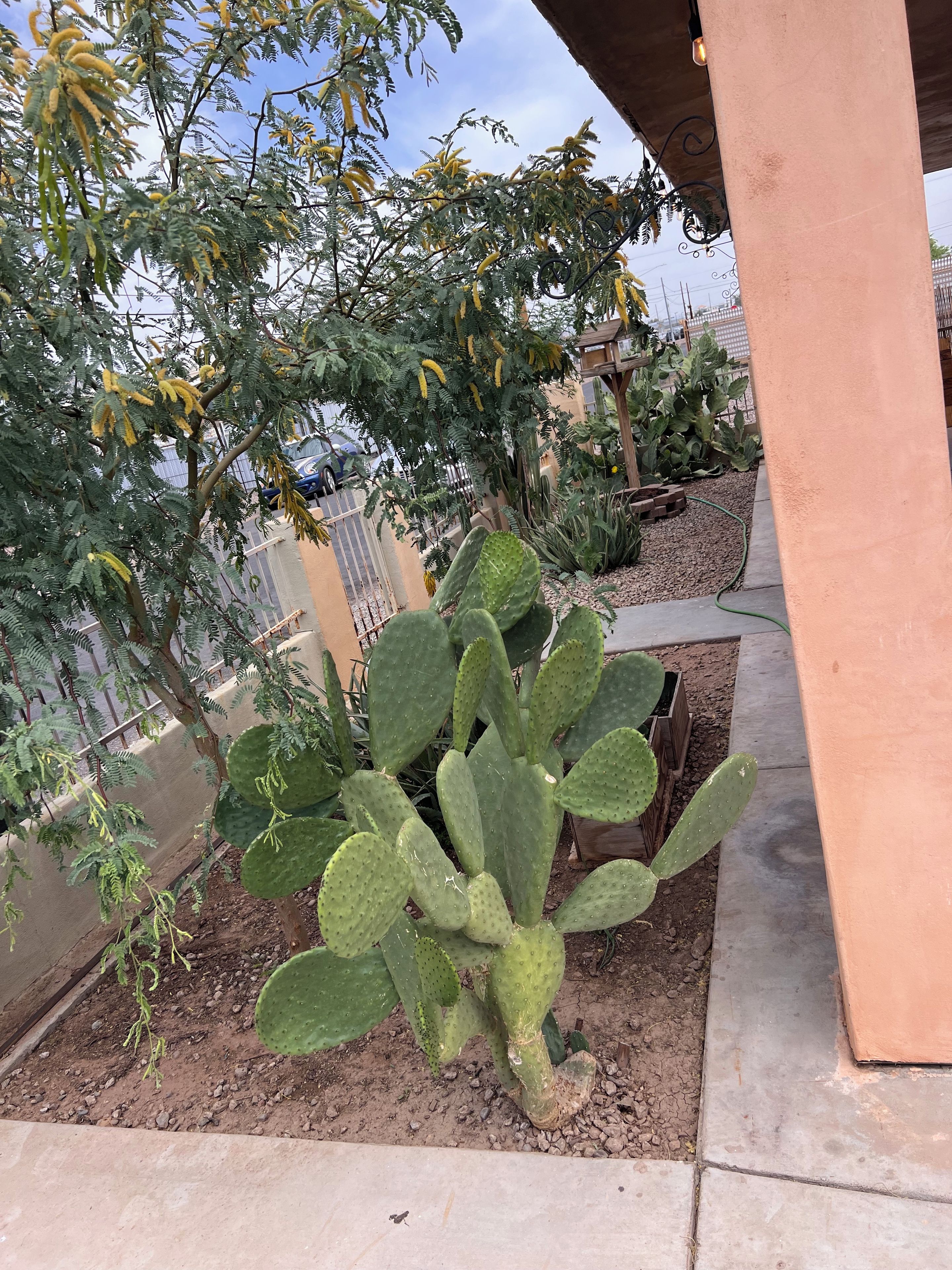 Un cactus dans un jardin, avec un chemin en béton et une clôture métallique en arrière-plan.