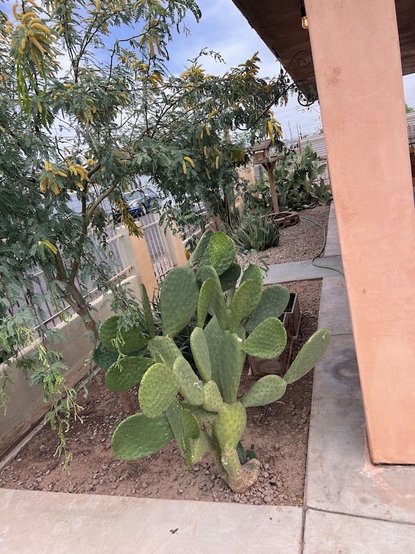 Un cactus en un jardí amb un camí de formigó i una tanca metàl·lica al fons.