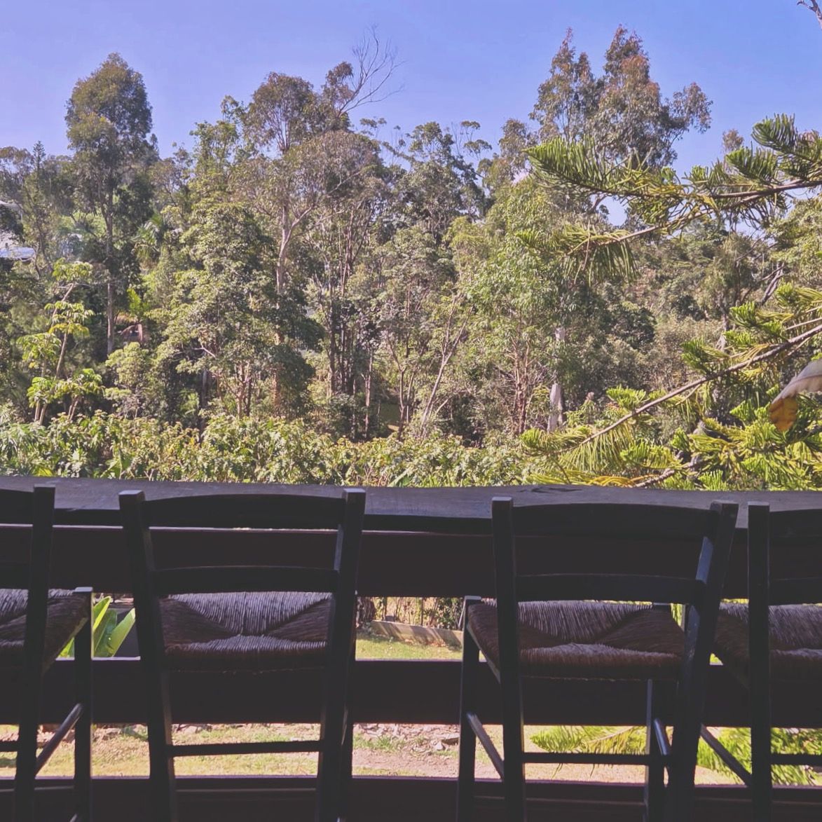 A view from a veranda with wooden chairs, overlooking a dense forest with various trees and shrubs.