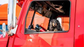 A red truck with a dog inside the cab.