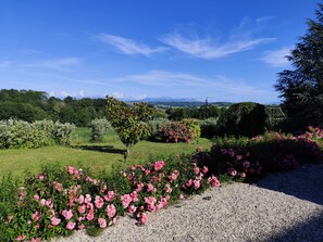 A garden with a gravel path, flowering plants, and a tree.