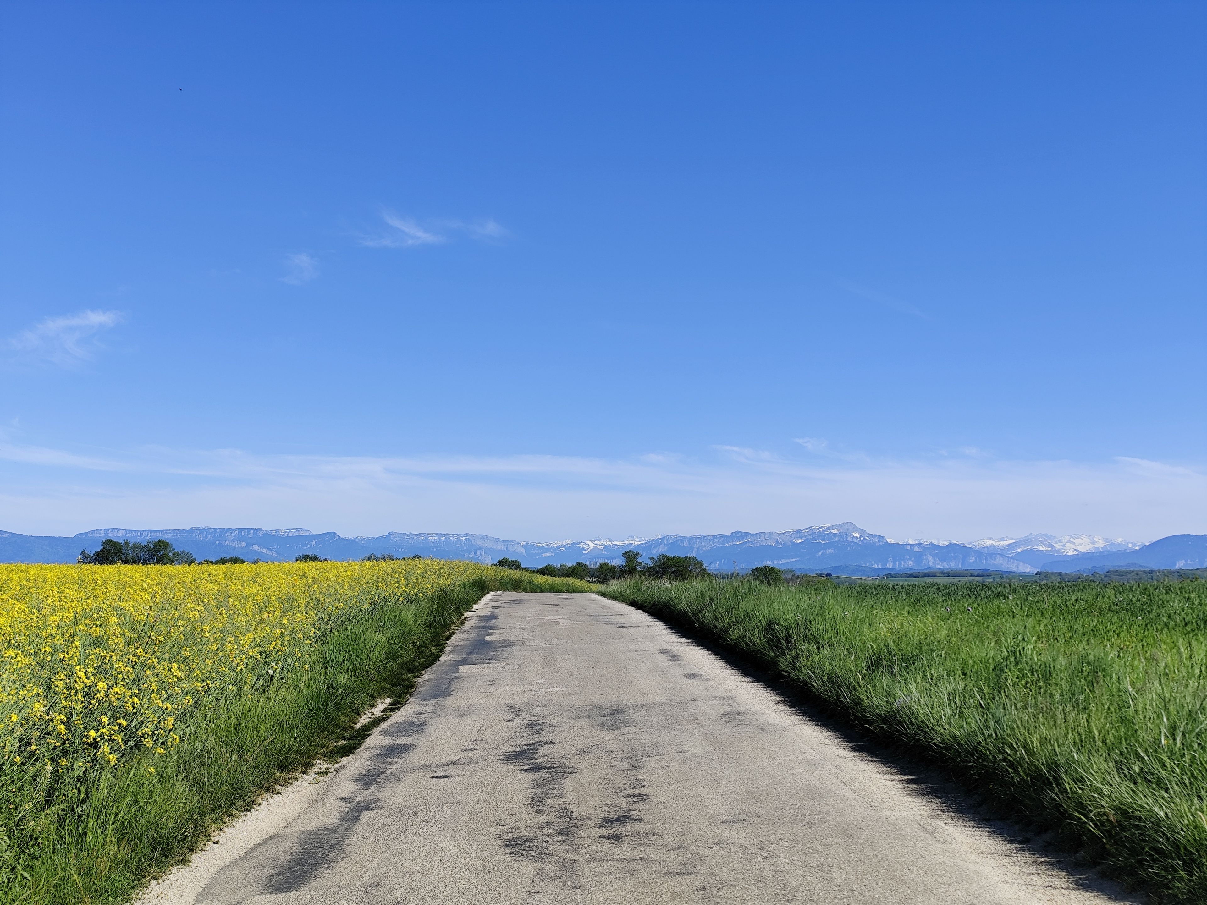 Camí rural vora camps de flors grogues i gespa verda, que condueix cap a muntanyes llunyanes.