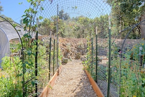 A garden with a pathway, plants, and a greenhouse structure. - Spacious Beautiful Country Home on 8 Private Acres (Kelseyville)