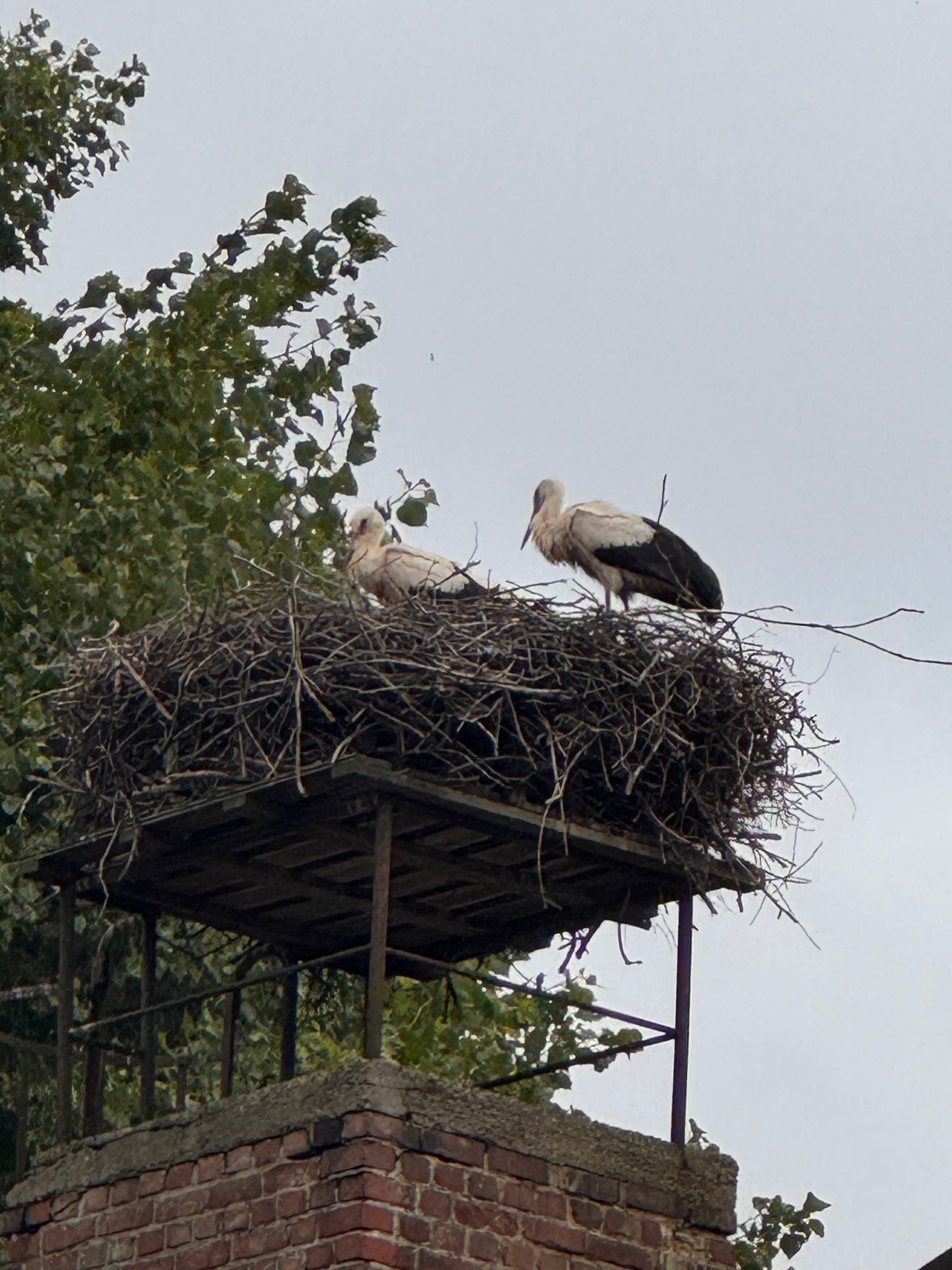 A stork nest atop a brick structure with two storks standing on it.