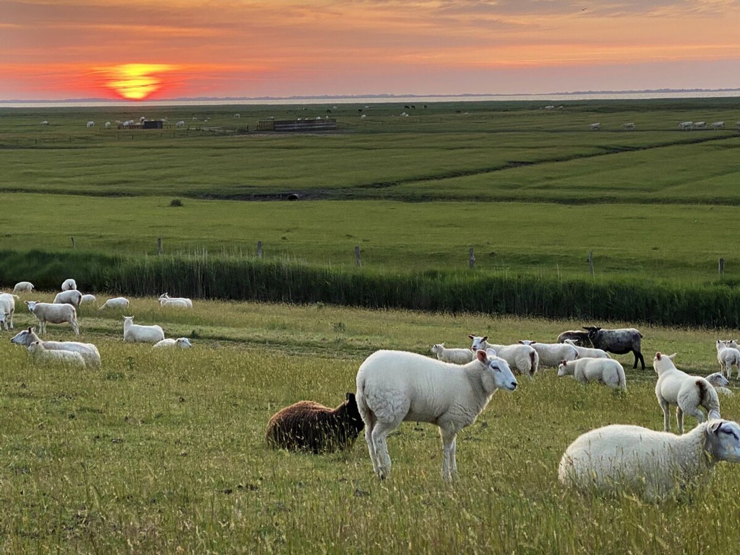 A wide-open field with sheep grazing, a sunset in the background, and a distant shoreline.