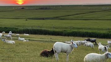 A wide-open field with sheep grazing, a sunset in the background, and a distant shoreline.