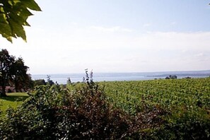 A vineyard with rows of grapevines and a body of water in the background. - Holiday apartment with 1 bedroom (Meersburg)