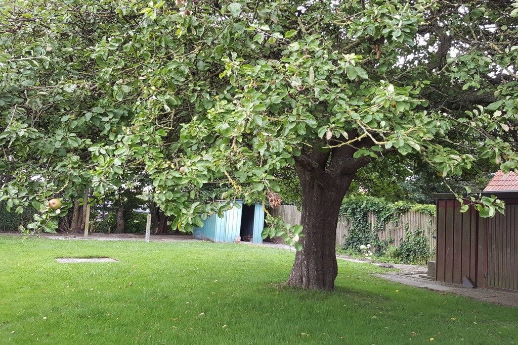 A tree in a yard with a shed and a fence in the background.