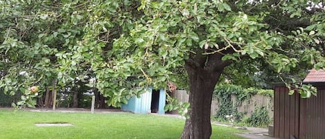 A tree in a yard with a shed and a fence in the background.