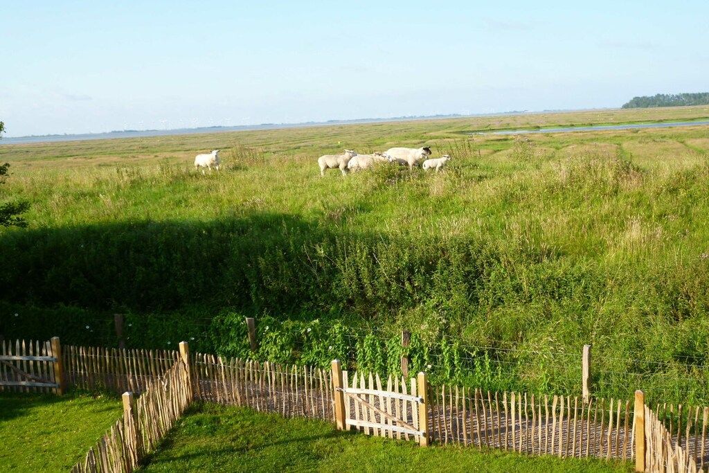 Ländliche Landschaft mit Holzzaun und weidenden Schafen.
