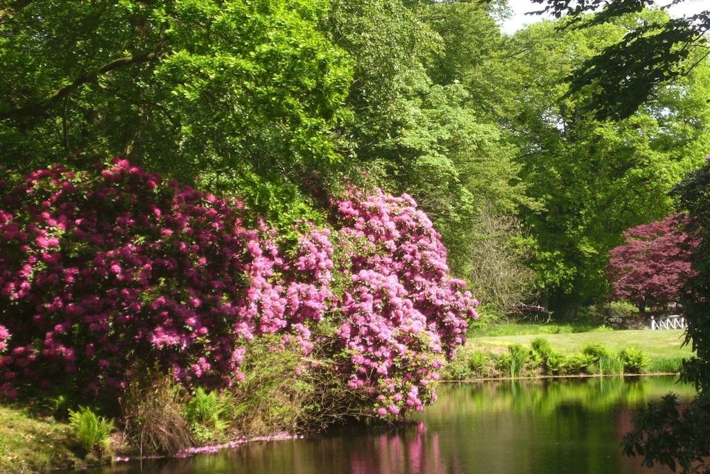A tranquil garden with a pond, lush greenery, and flowering trees.