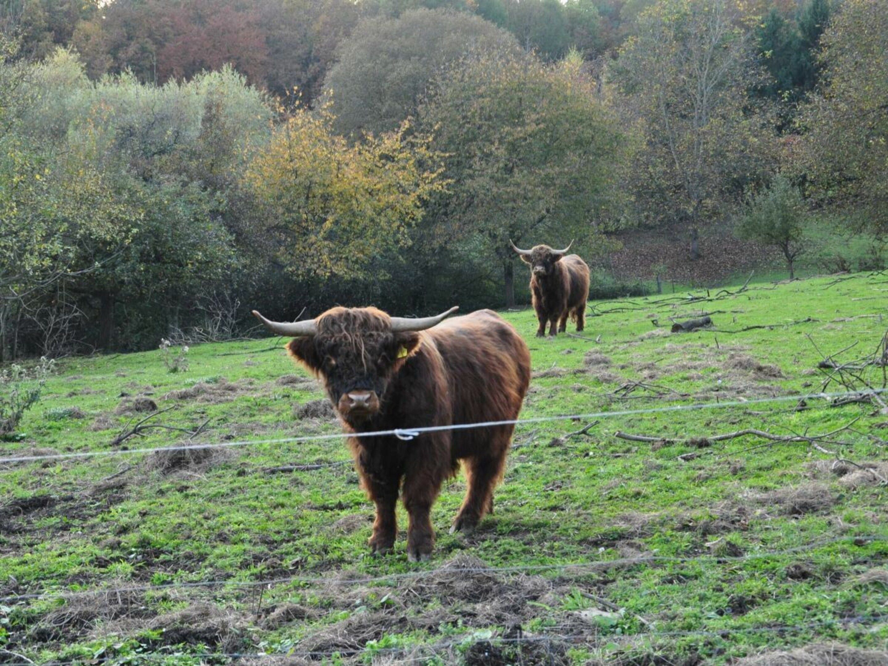Een weide met twee stieren en een draad omheining.