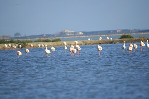 Um grupo de aves brancas em água.