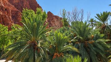 A natural landscape with palm trees and a red rock formation.