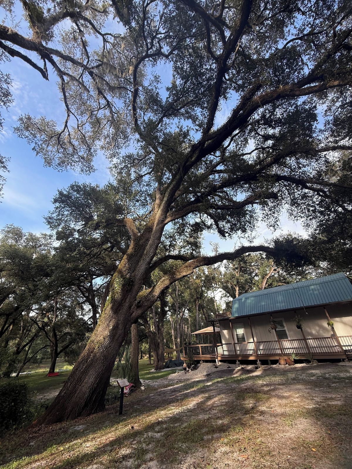 A large tree with sprawling branches, a covered outdoor seating area, and a building with a green roof.