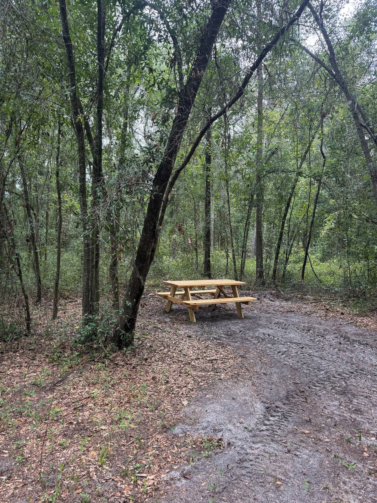 A forested area with a wooden picnic table surrounded by trees.