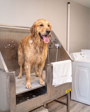 A dog in a stainless steel washing station with a white towel and a yellow safety sign.