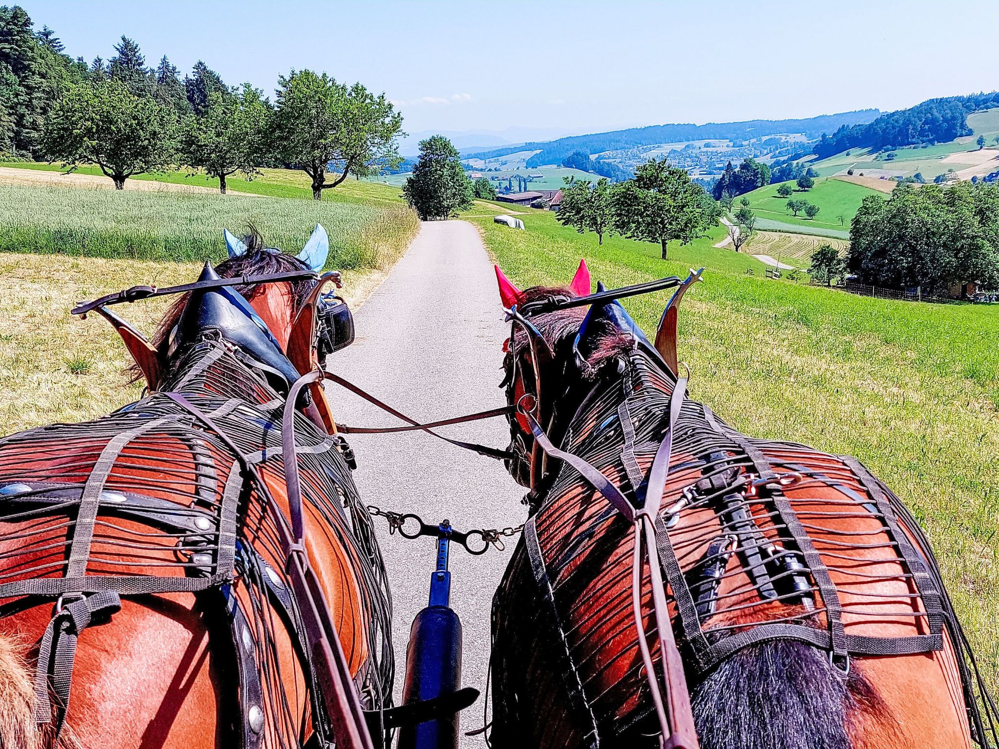 Zwei gespannte Pferde ziehen eine Kutsche, im Hintergrund eine ländliche Landschaft.