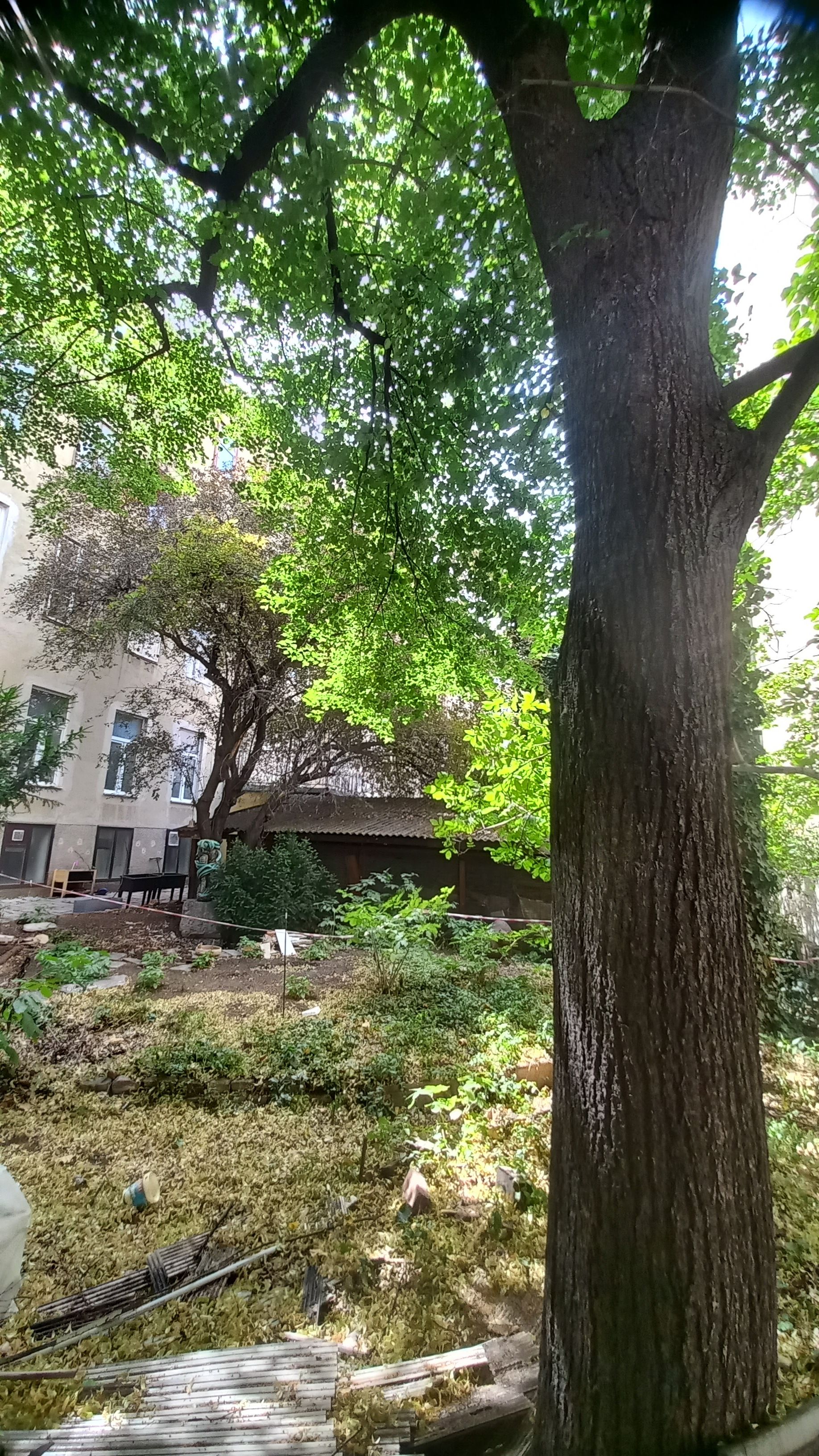 Ein von Bäumen gesäumter Innenhof mit einem Gebäude im Hintergrund.