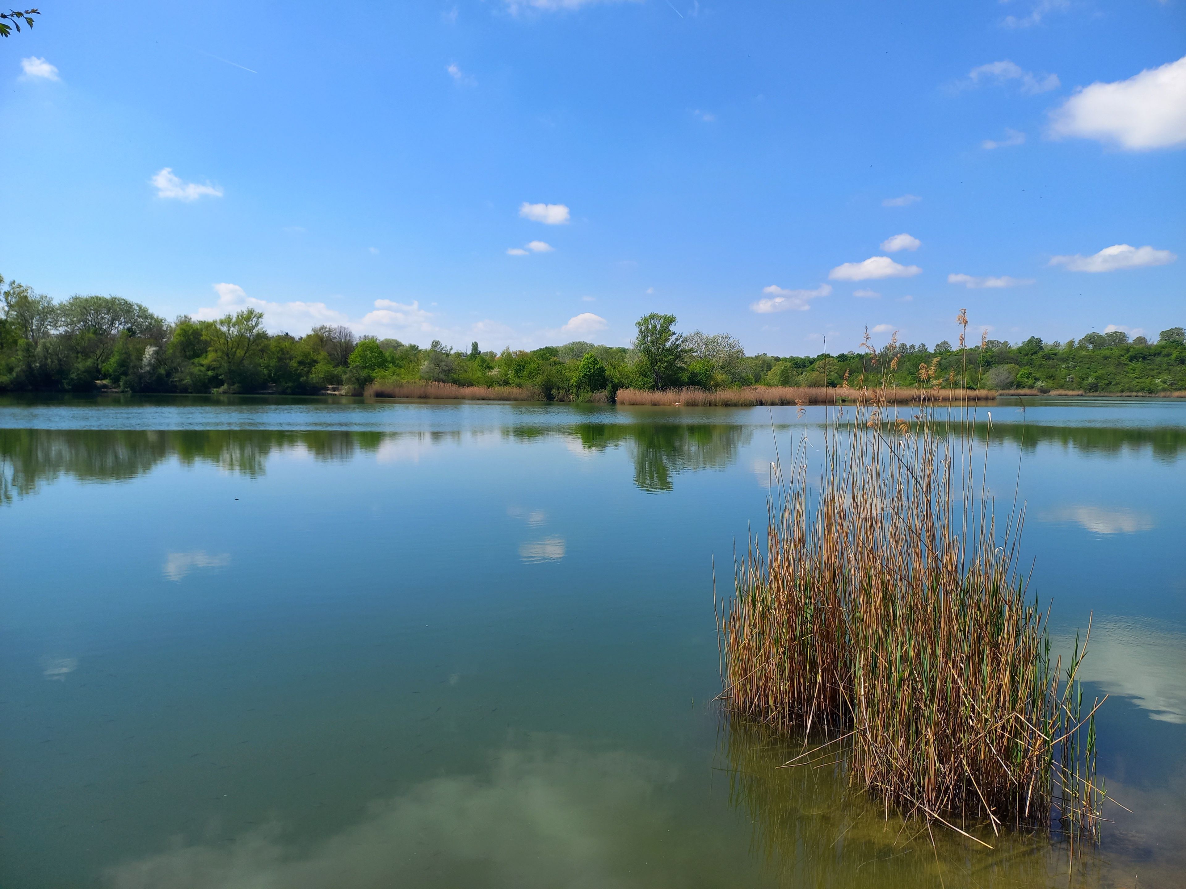Ein ruhiger See mit klaren Spiegelungen, umgeben von dichtem Grün und Bäumen.