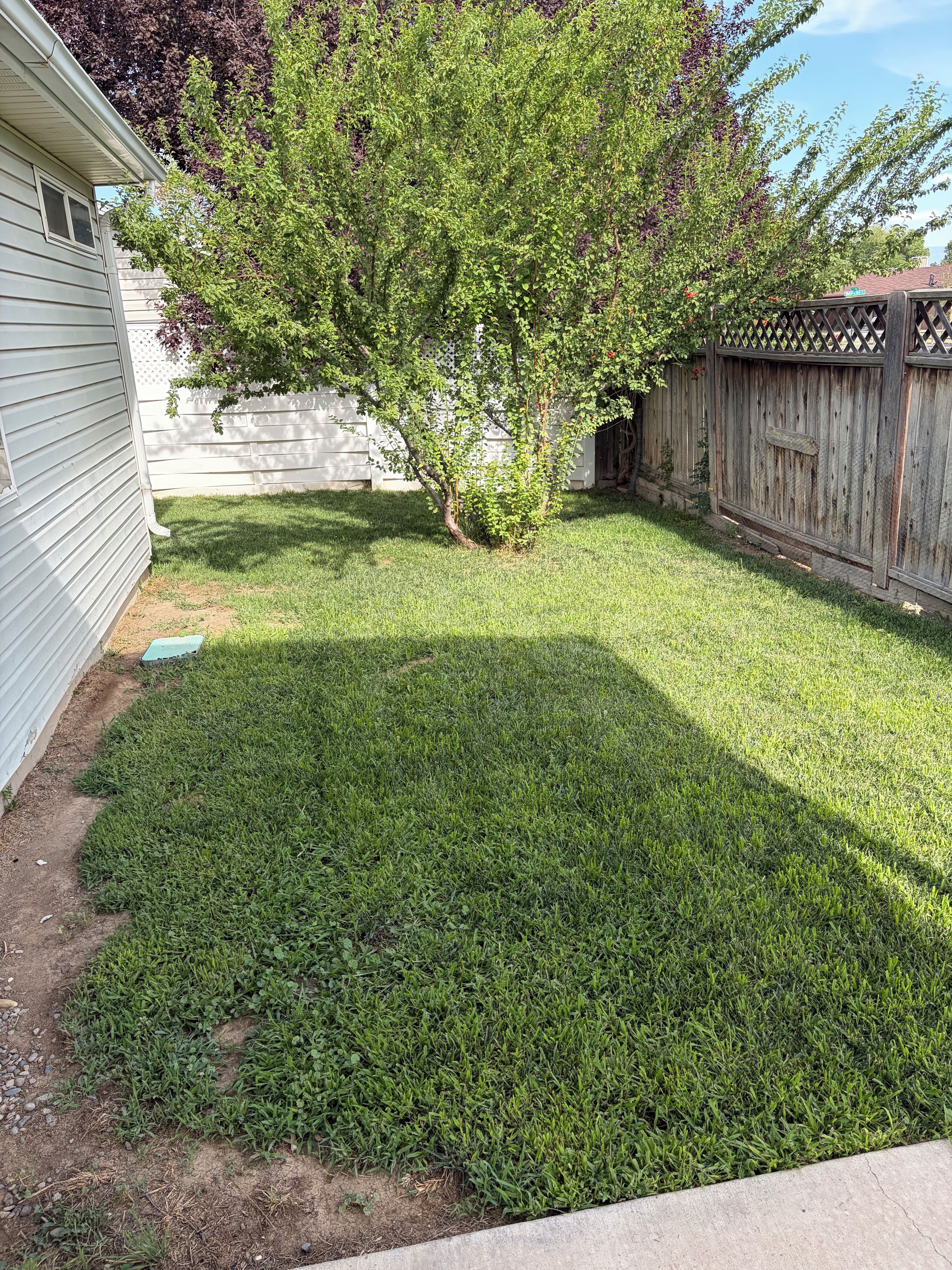 A backyard with a small tree, a wooden fence, and a house with a white exterior.