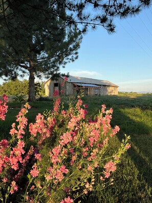 Un graner de fusta rústic amb un teulat inclinat, envoltat de verdura exuberant i plantes amb flors.