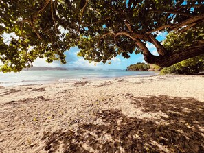 A beach with a large tree providing shade, sandy shore, and calm sea in the background. - New Listing (La Trinité)