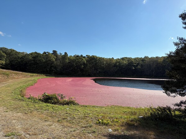 A natural landscape with a pond, a red area that could be a sports court, and a forest in the background.