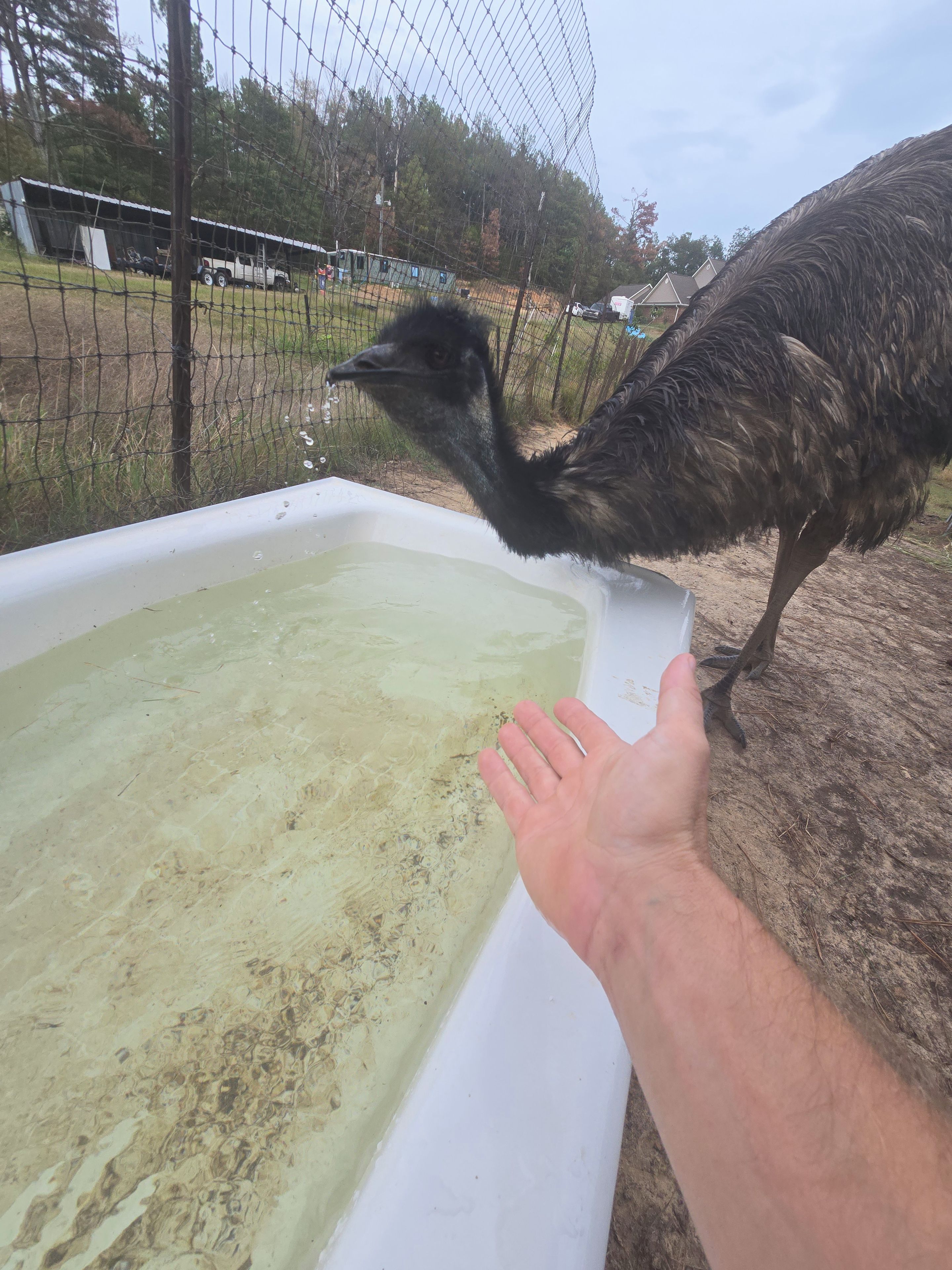 Ein Strauß steht neben einer weißen Wanne mit Wasser, eine Hand reicht darauf zu.