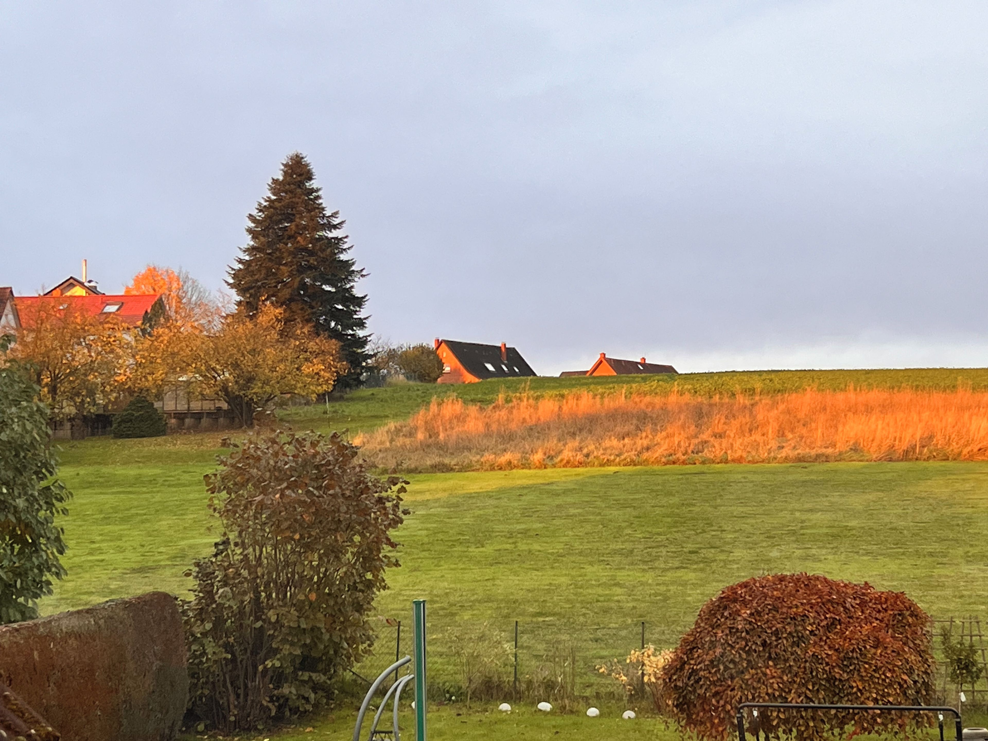 A rural landscape with houses, a large tree, and a grassy field.