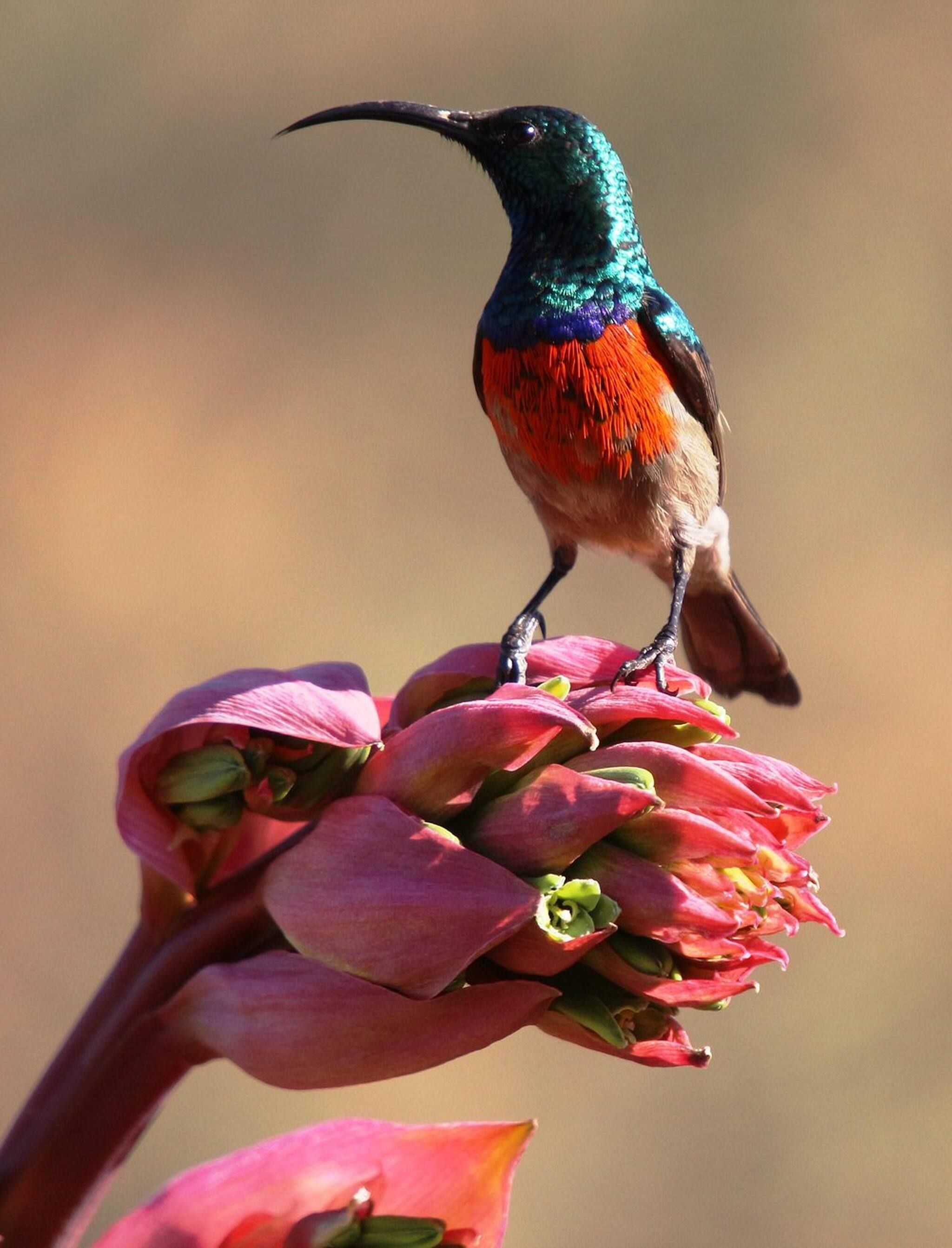 Ein Vogel sitzt auf einer Blüte.