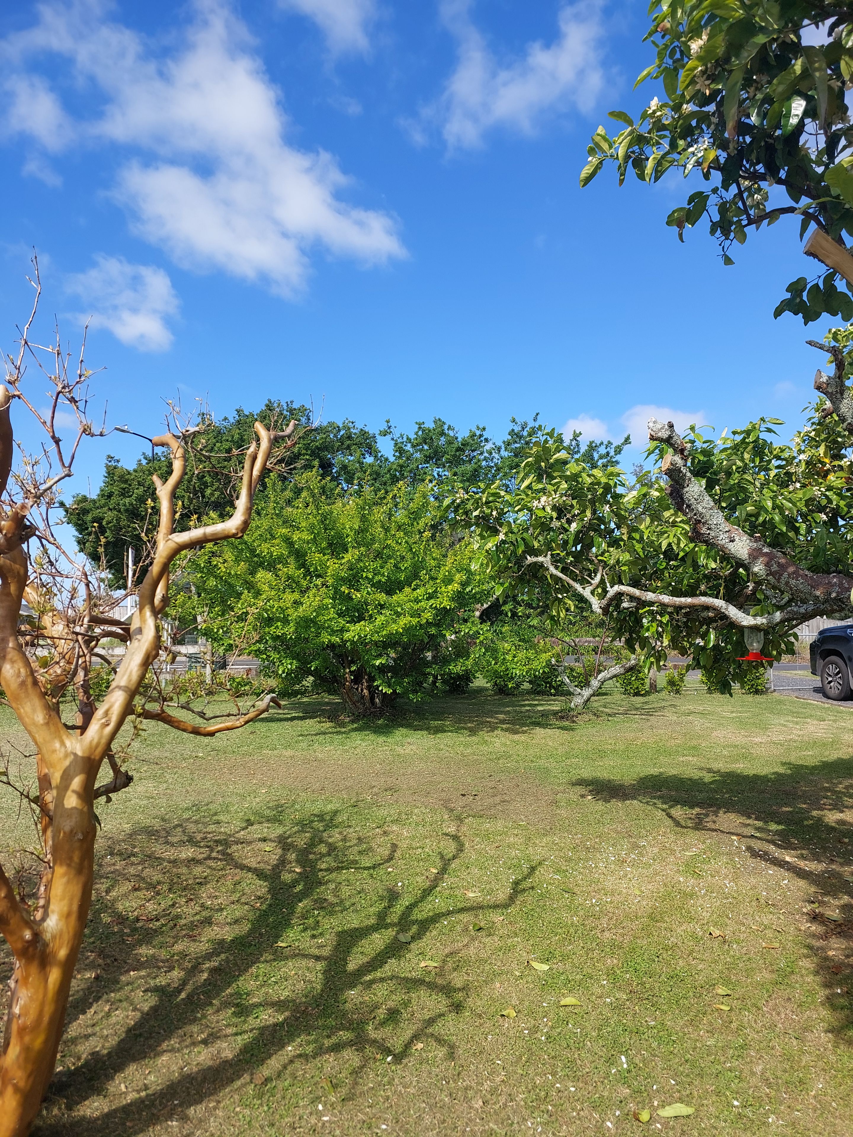 A grassy outdoor area with trees and a clear blue sky.
