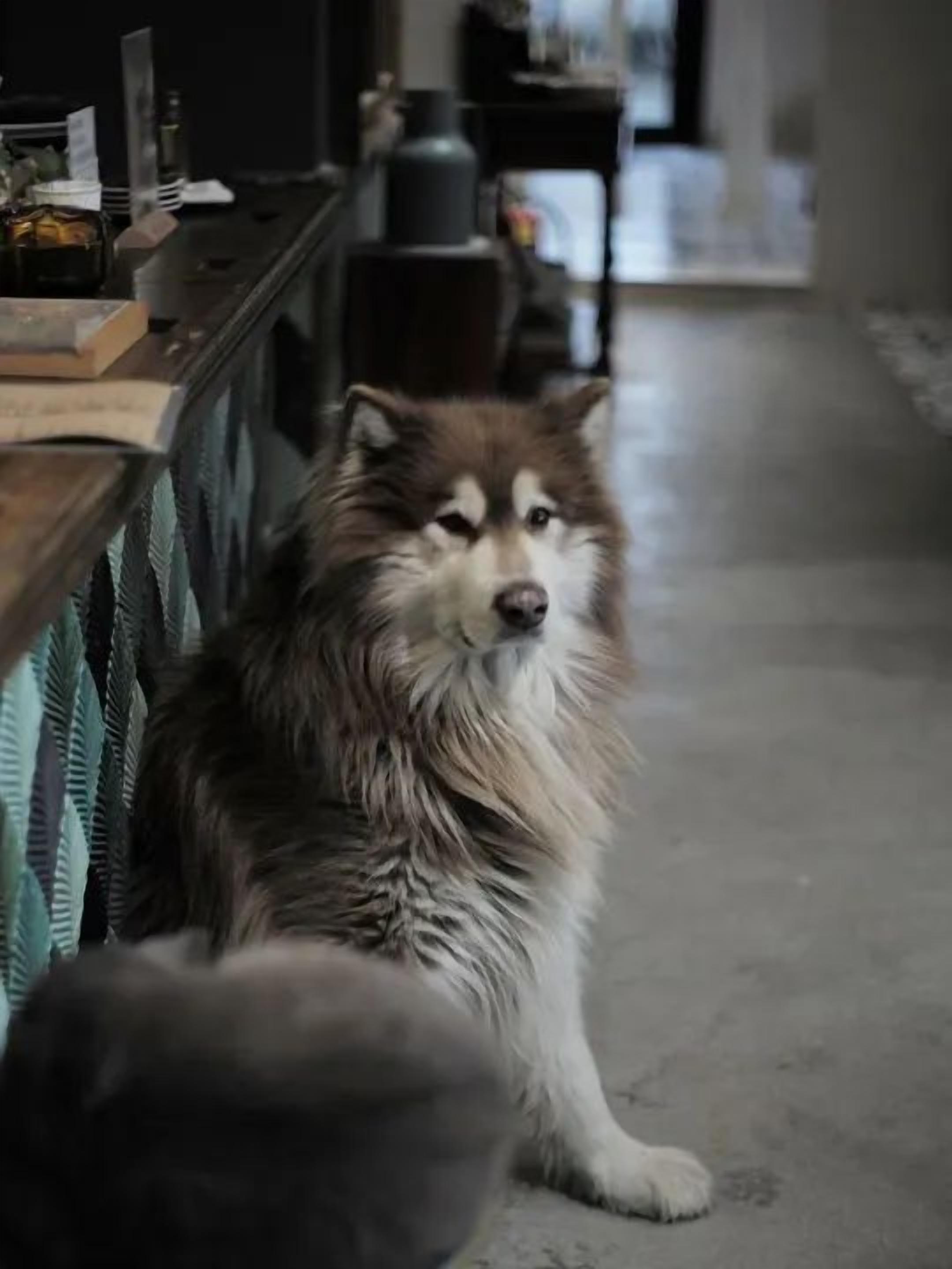 A dog sitting on a wooden floor with a table and chairs in the background.