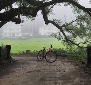 A bicycle parked under a tree in a rural setting with a foggy atmosphere.