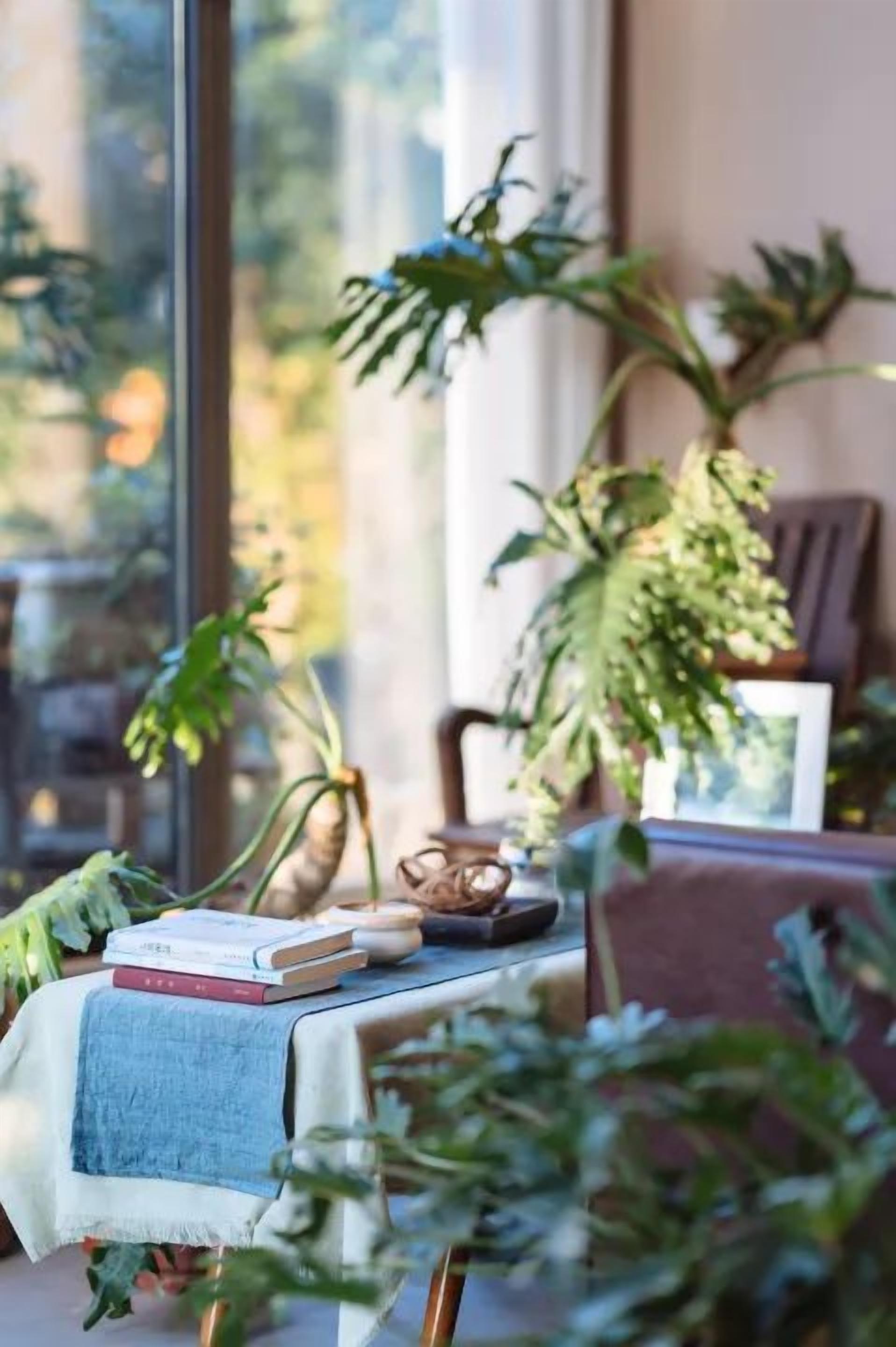 A table with books and a small decorative item, surrounded by potted plants.