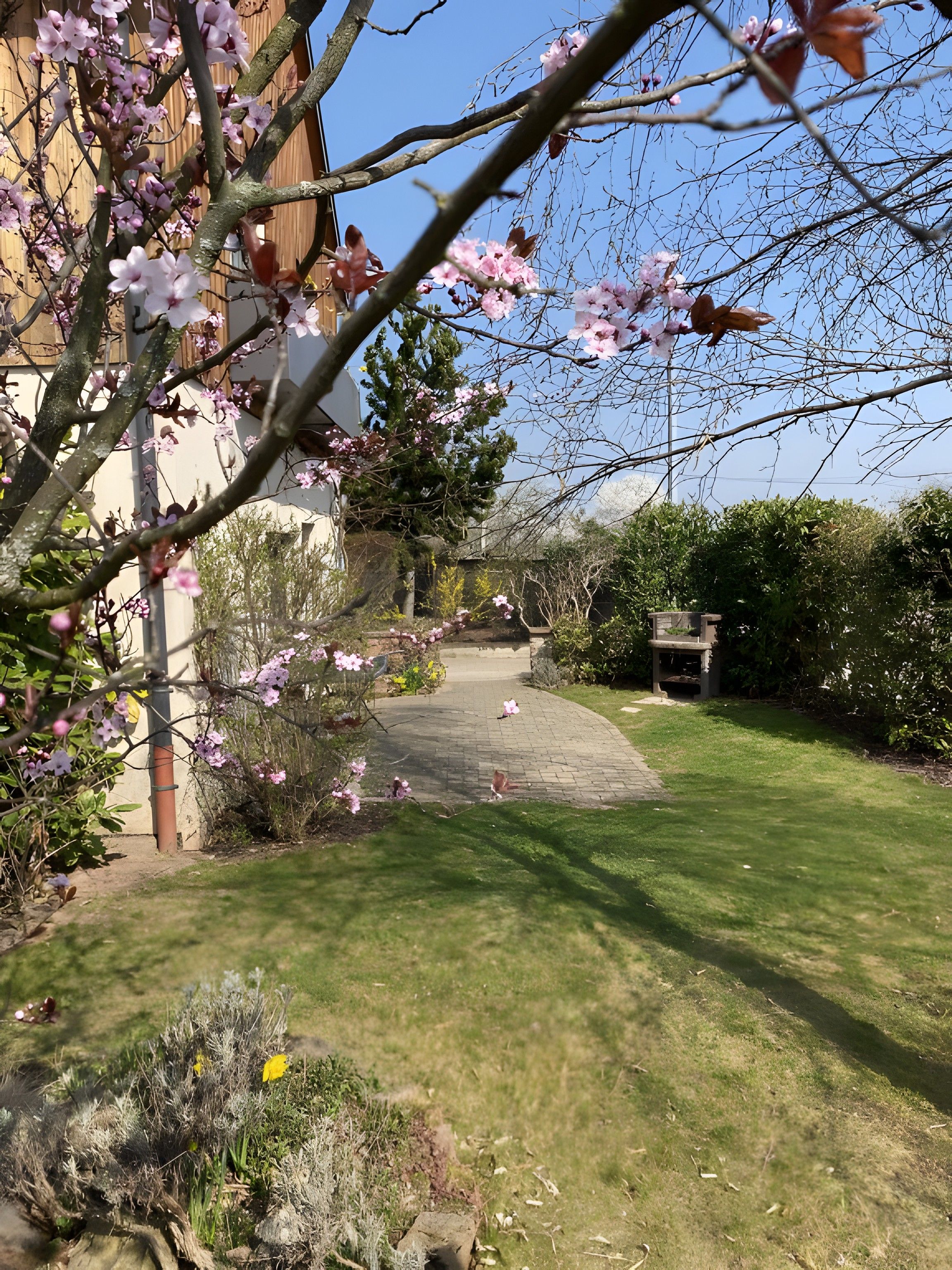 A garden with a paved pathway, flowering trees, and a building in the background.