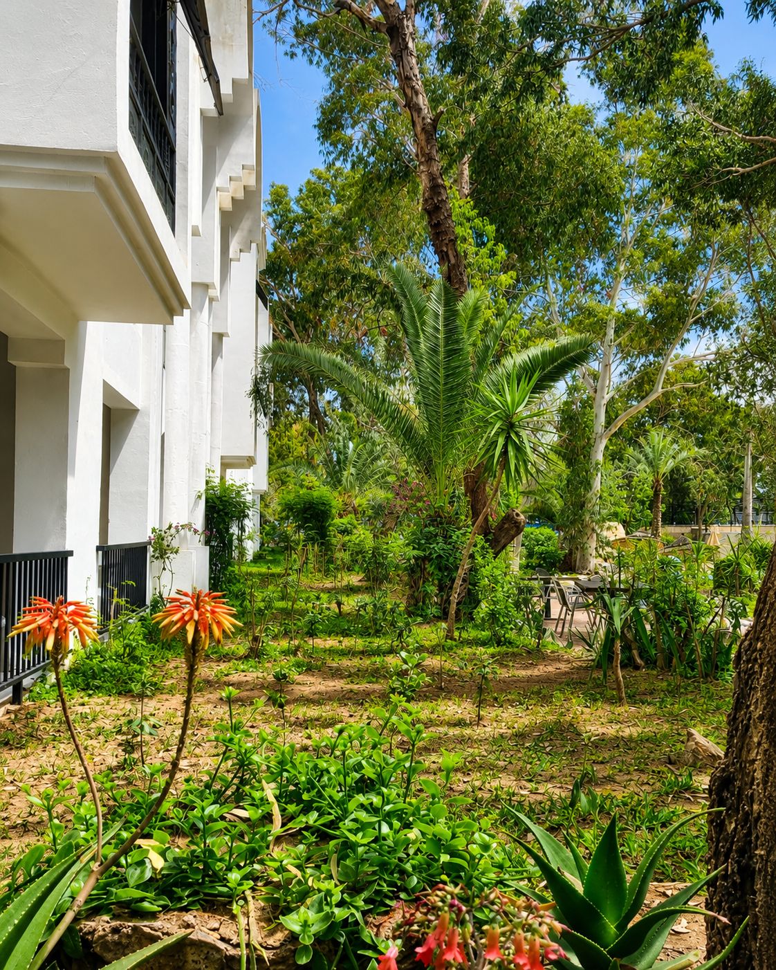 A courtyard with a white building, palm trees, and various plants.
