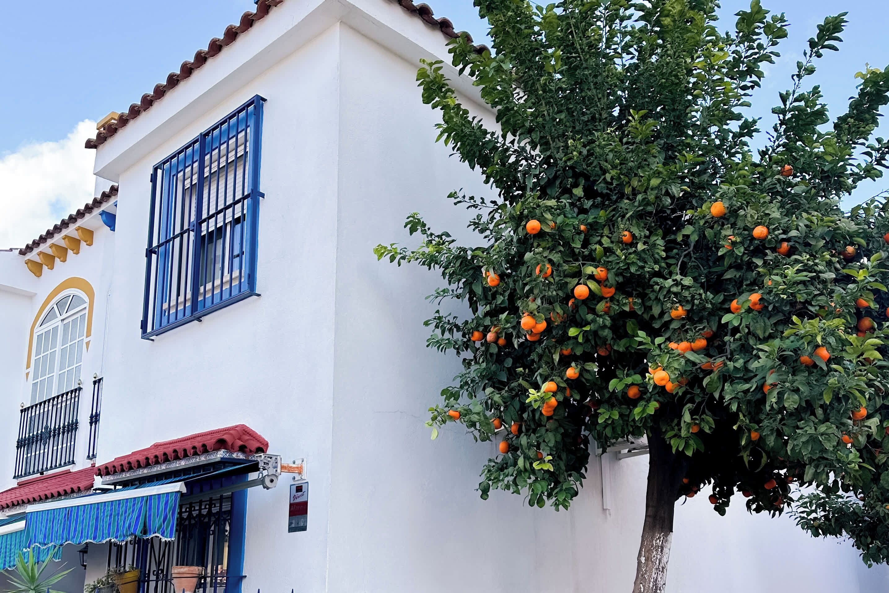 Un edificio con fachada blanca, marcos de ventana azules y un árbol con naranjas.