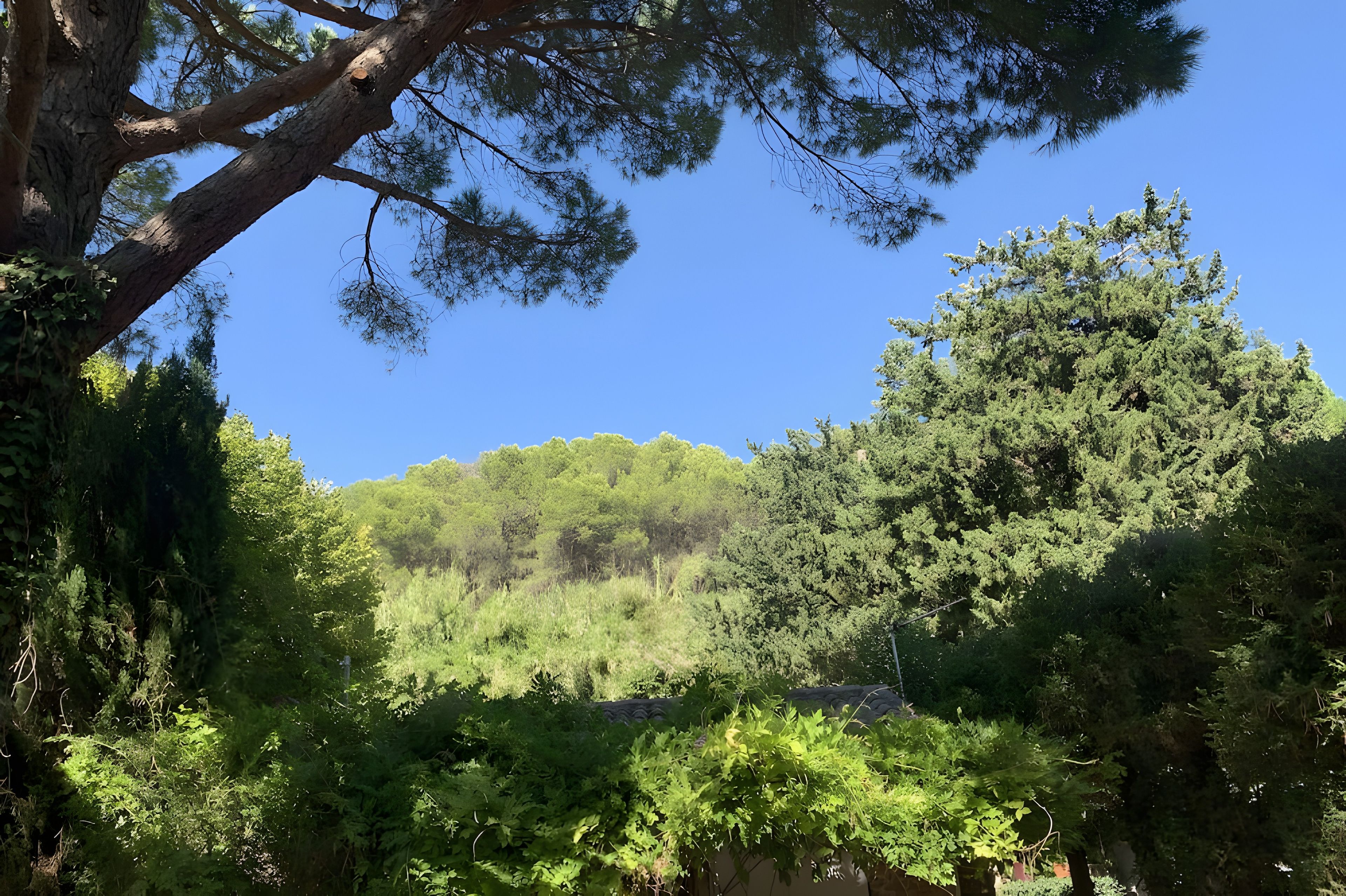 Un bosque denso con diversas especies de árboles y un cielo azul despejado.