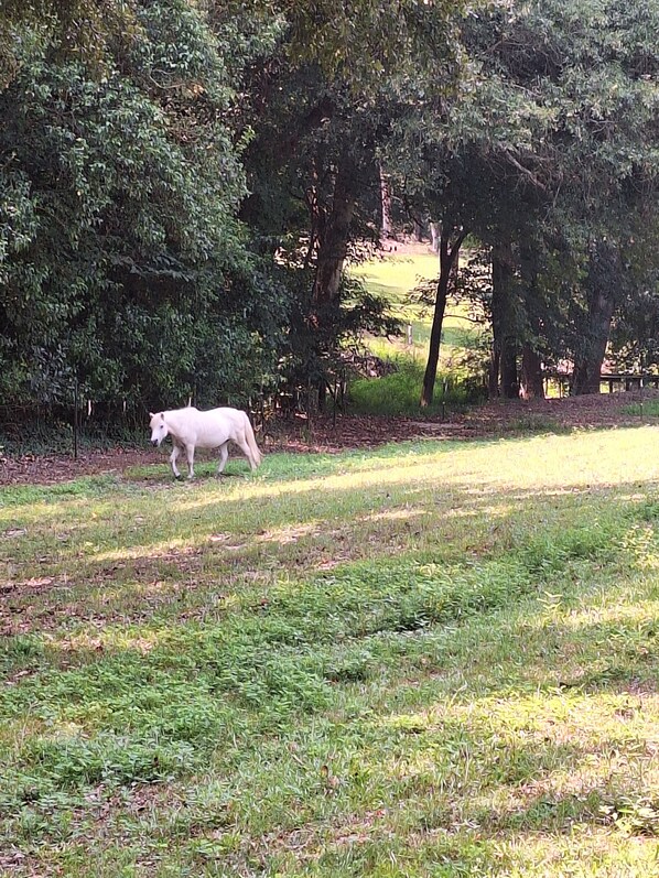 Een witte hond loopt over een grasveld met bomen op de achtergrond.